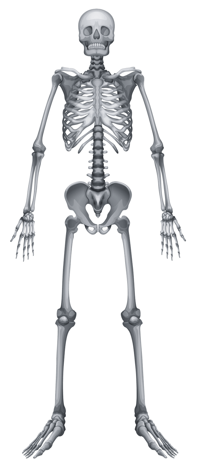 Anatomical skeleton reference